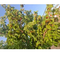 باغ فروشی در تربت جام