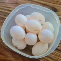 تخم کبوتر یا ( کفتر ) سالم