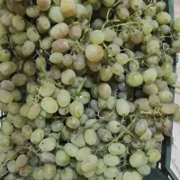 انگور خلیلی دارم هرکس خواست درخدمتم ۴۰ تا ۵۰ کیلو