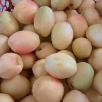 فروش نوری اورگانیک
