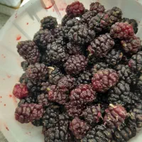 شاه توت تازه