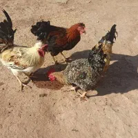 فروش خروس