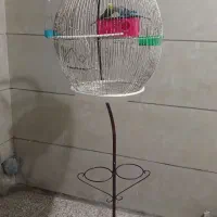 جفت مرغ عشق