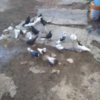 کفتر|پرنده|ارژن, |دیوار
