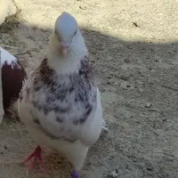 کبوتر طوقی درجه 1