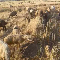 فروش بره و میش افشاری