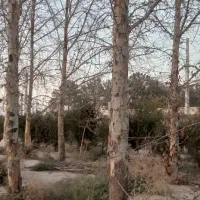 خریددرخت وهرس درخت وبرش