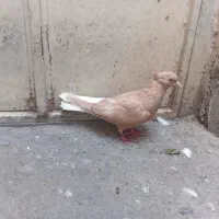 کبوتر|پرنده|مشهد, رسالت|دیوار