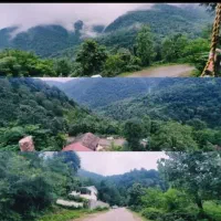 ویلای جنگلی ،سیاهمزگی