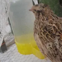 بلدرچین ماده