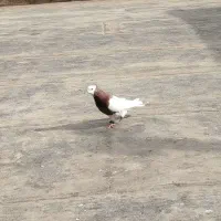 دوتا صید پرشی طوقی نر و ساده ماده