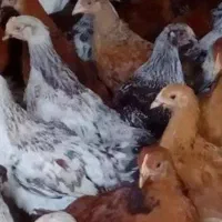 جوج|حیوانات مزرعه|کاشان, شهرک فرهنگیان|دیوار