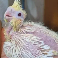 جوجه عروس هلندی