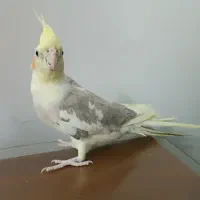 عروس هلندی