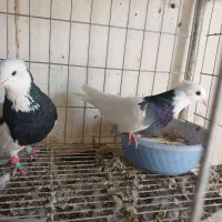 کفتر طوقی سیاه