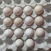 تخم مرغ نطفه دار گلین فول کیفیت اصل