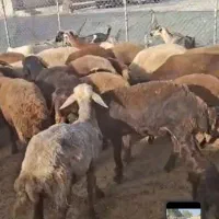 نیازمند چوپان