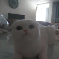 گربه نر  نژاد دار
