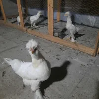 تخمگذار مرغ