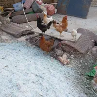 مرغ|حیوانات مزرعه|قرچک, داوود آباد|دیوار
