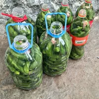 خیارشور‌