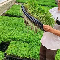 نشا گوجه، بادمجان، فلفل، خیار، بامیه