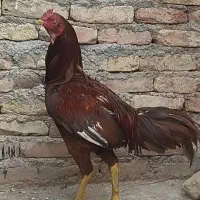 خروس لاری|حیوانات مزرعه|میانه, |دیوار