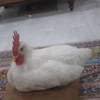 خروس ومرغ ۴ماهه