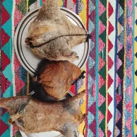 هیزه|حیوانات مزرعه|کوهدشت, |دیوار
