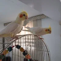 جفت عروس هلندی لوتینو سخنگو