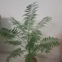 گل طبیعی و نهال نارنج