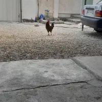 خروس اصل محلی