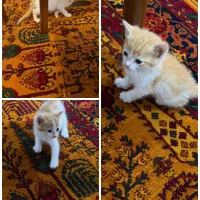 واگذاری گربه