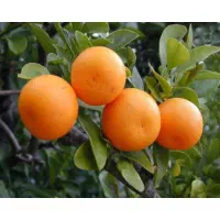 انواع نهال میوه انواع نهال مرکبات با تنوع بالا