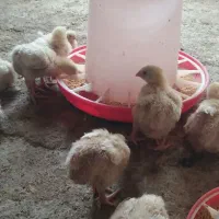 تعدادی جوجه گوشتی