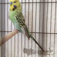 مرغ عشق انگلیسی و زرد چشم شرابی