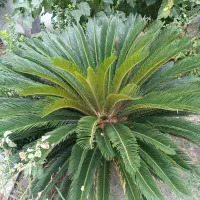 سیکاس|گل و گیاه طبیعی|بندر انزلی, چهارفریضه|دیوار