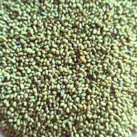 بذر یونجه