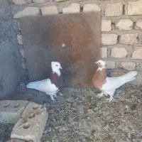جفت طوقی