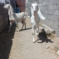 بز گلابی