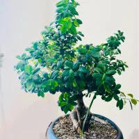 گل بن سای