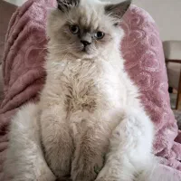 گربه گمشده در اسلامشهر