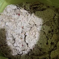 نون خشک