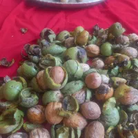 گردوی با پوست سبز