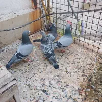 پلاکی برای فروش اکثرا چفت پلاک دونه ای 400