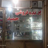 عروس هلندی  پرنده فروشی حمیدهمستر