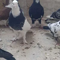 کبوتر گرفتنی