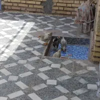 ۴ تا جوجه خروس