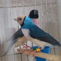 فنچ گلدین آبی مولد روی جوجه