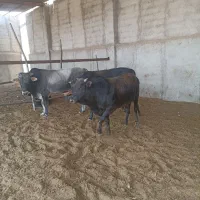 گوساله